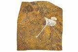Fossil Ginkgo Leaf From North Dakota - Paleocene #189004-1